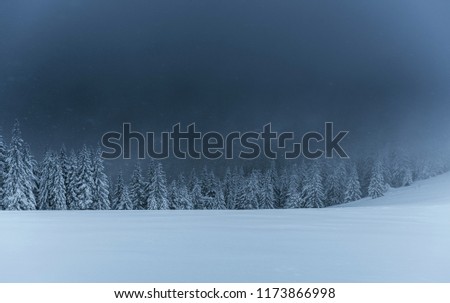 Majestic winter landscape, pine forest with trees covered with snow. A dramatic scene with low black clouds, a calm before the storm.
