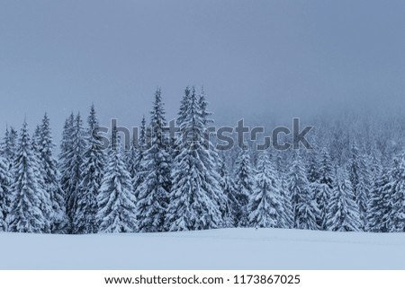 Mysterious winter landscape, majestic mountains with snow covered tree. Photo greeting card. Carpathian Ukraine Europe. Happy New Year!