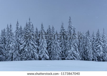 A calm winter scene. Firs covered with snow stand in a fog. Beautiful scenery on the edge of the forest. Happy New Year!