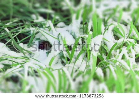snow on the green grass beginning of winter. change of the season cold period of precipitation in the form of snow on the earth's surface