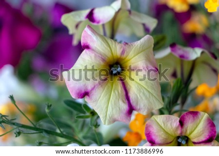petunias in close up 
