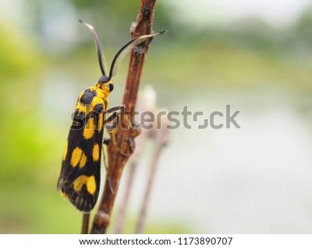 Black and yellow moths or Night butterfly on dry branches Blur Backgrounds, Natural Views, Green Tones