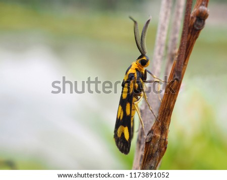 Black and yellow moths or Night butterfly on dry branches Blur Backgrounds, Natural Views, Green Tones