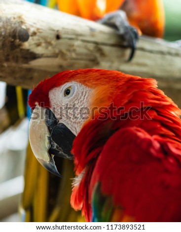 Photo of a scarlet macaw in a natural park in Cartagena, Colombia.