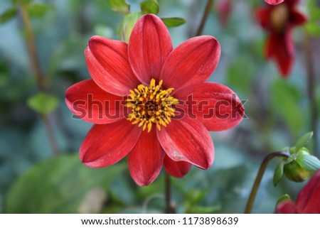 
Lovely dahlia flower