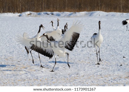Cranes gathered in wintering areas of Hokkaido and Kushiro
Cranes gathered at feeding sites in wintering areas