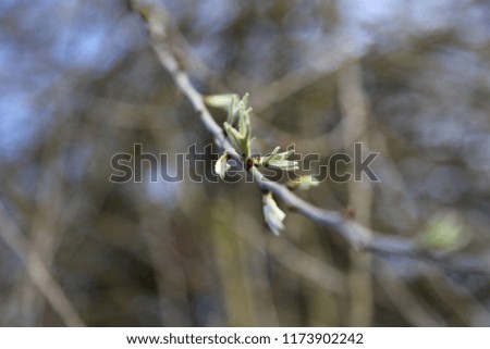 Early Springtime, trees beginning to bud
