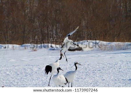 Cranes gathered in wintering areas of Hokkaido and Kushiro
Cranes gathered at feeding sites in wintering areas