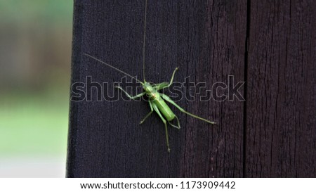 Grasshopper while resting on a wooden fence