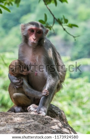 Common Monkey wondering around Kabini Wildlife sanctuary, Karnataka,India.