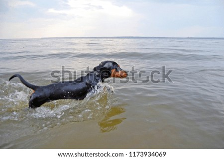 Beautiful Long Haired Dachshund Puppy Dog Images And Stock Photos