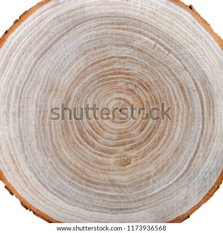 Tree rings on wood slice. Natural organic background. Close up. Cross section of tree trunk with rings