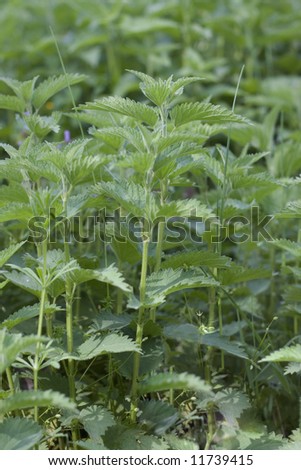 Close-up of stinging nettle leaves in dappled sunlight