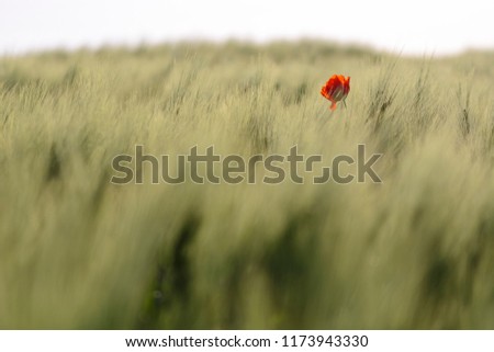 single poppy on a wheat field , blurry background