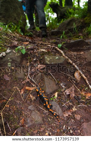 Beautiful orange coloured fire salamander (Salamandra salamandra); possibly the best-known salamander species in Europe. Macro image photographed on a public footpath in mountains.