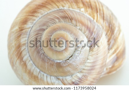 Single snail house shell close up isolate against a white backdrop