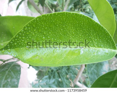 Picture of a leaf of bitter orange tree full of water dews