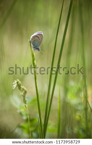 closeup of white butterfly on grass in a meadow