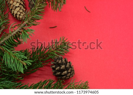 Branches of Christmas tree, pine branch with pine cones on pink background with space for text