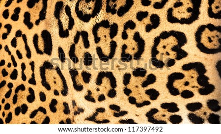 Real Live Jaguar Skin Fur Texture Background Panthera Onca Royalty-Free Stock Photo #117397492