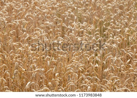 Dried brown grass field, drought