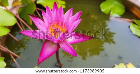 Pink  lotus flower in sink.