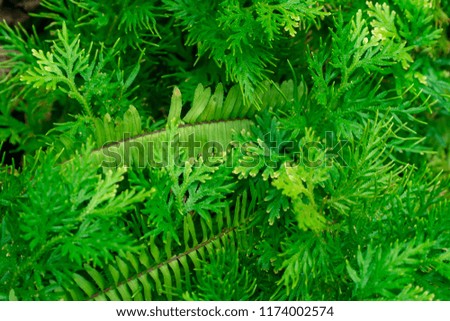 Natural green fern leaves background. The tropical plants leaf texture in rainforest background.
