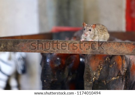 A mouse on a wooden beam. Sometimes you can find it under the spirit house in Thailand. Selective focus. 