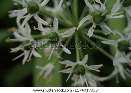 closeup of onions flower.