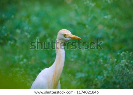 Cattle Egret in the garden in its natural habitat.