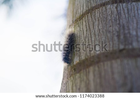 Black hairy caterpillars on the tree in the garden.