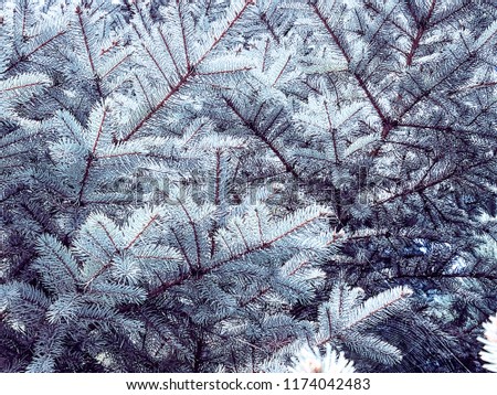 Christmas tree texture background