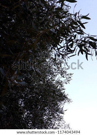 cuet nature , Olive trees under blue sky .