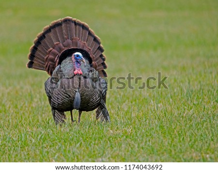 In green grass, a single male turkey struts his feathers. Royalty-Free Stock Photo #1174043692