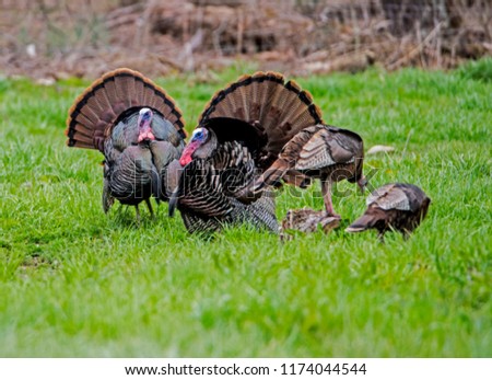 Two male turkeys strutting around two female turkeys, Royalty-Free Stock Photo #1174044544