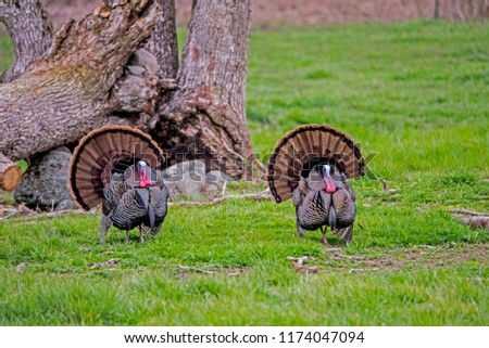 Two wild male Turkeys displaying their feathers around each other.