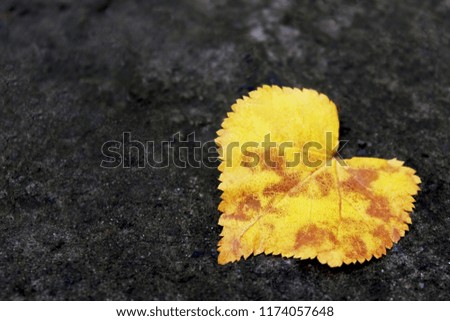 Leaf from the tree. Leaf in the form of heart. 