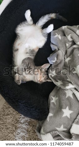 Sleeping, small, gray cat with a gray blanket