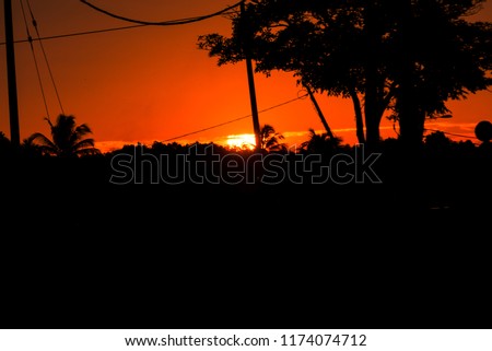 silhouette of trees during sunset moment on the background of bright orange skies