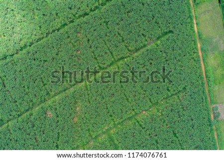 Aerial view of a banana field located in Izabal, Guatemala, Central America.