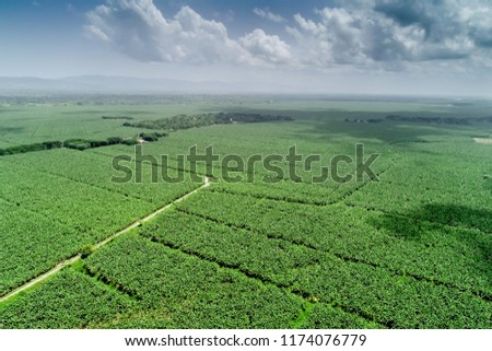 Aerial view of a banana field located in Izabal, Guatemala, Central America. Royalty-Free Stock Photo #1174076779