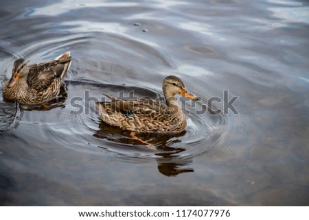 Duck beauty Québec