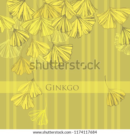 Ginkgo biloba. Autumn leaves. Leaves of the ginkgo tree. Autumn graphics and logo. Medicinal plant.
