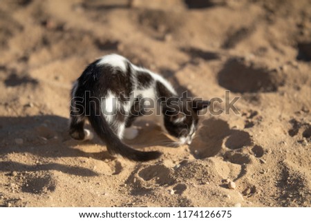 Black and white kitten playing in the sand on the beach