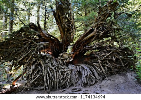 tree roots closeup uprooted tree storm damage tree fallen tree old growth forest cathedral grove park vancouver island  