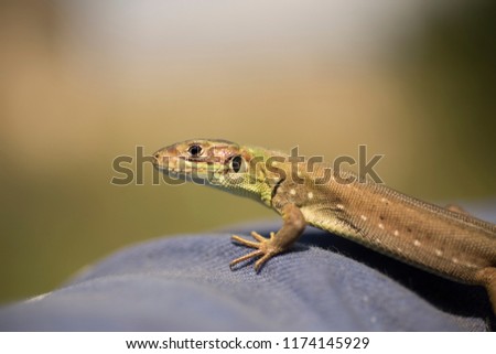 Catcher of lizards. A small reptile in the moult period.
