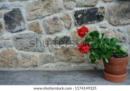 Pot with red geranium, also known as cranesbill against the brown stone wall. Placed in the right down corner of the picture. Background, texture, typical Spanish mountain pattern.