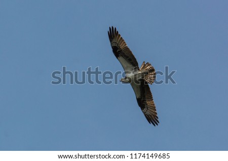 Picture of an Osprey soaring in flight