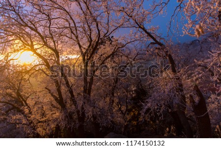 Snowy trees at sunrise