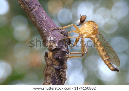 robberfly asilidae predator